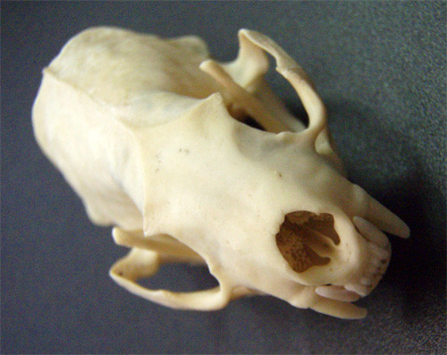 f:id:Naturalhistory:20090827172941j:image