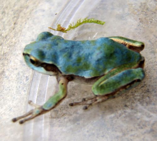 f:id:Naturalhistory:20090828102943j:image f:id:Naturalhistory:20090828102943j:image