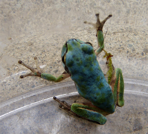 f:id:Naturalhistory:20090828103015j:image f:id:Naturalhistory:20090828103015j:image