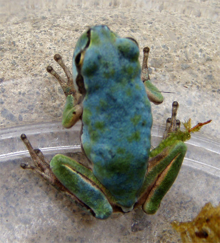f:id:Naturalhistory:20090828103045j:image f:id:Naturalhistory:20090828103045j:image