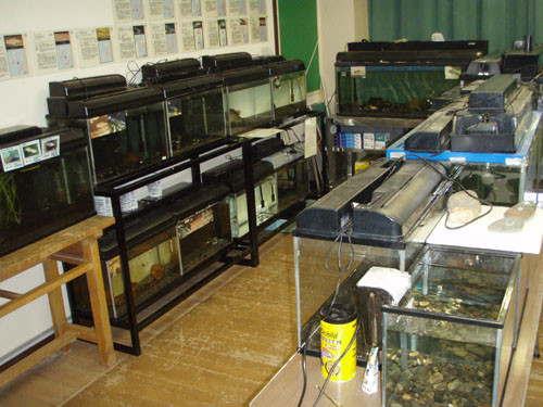f:id:Naturalhistory:20090901181532j:image