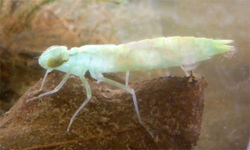 f:id:Naturalhistory:20090901182716j:image