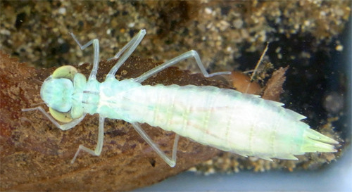 f:id:Naturalhistory:20090901182759j:image