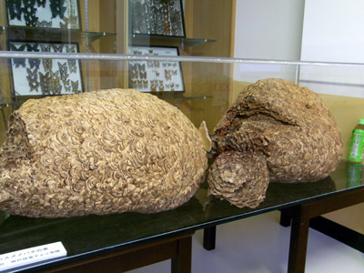 f:id:Naturalhistory:20090902180337j:image