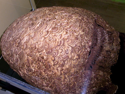 f:id:Naturalhistory:20090902180624j:image