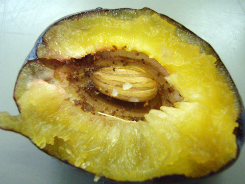 f:id:Naturalhistory:20090903155242j:image