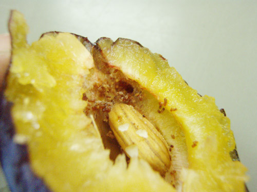 f:id:Naturalhistory:20090903155331j:image