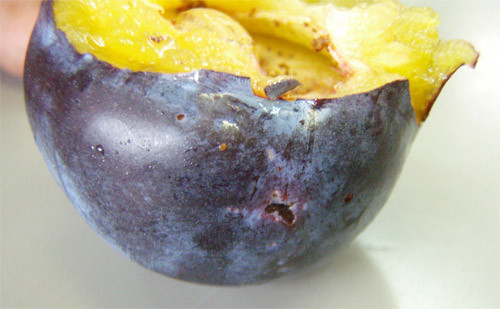 f:id:Naturalhistory:20090903171959j:image