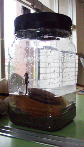 f:id:Naturalhistory:20090904165426j:image