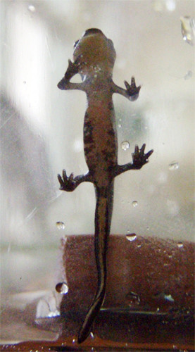 f:id:Naturalhistory:20090904165521j:image
