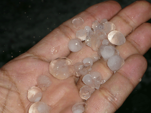 f:id:Naturalhistory:20090904181135g:image