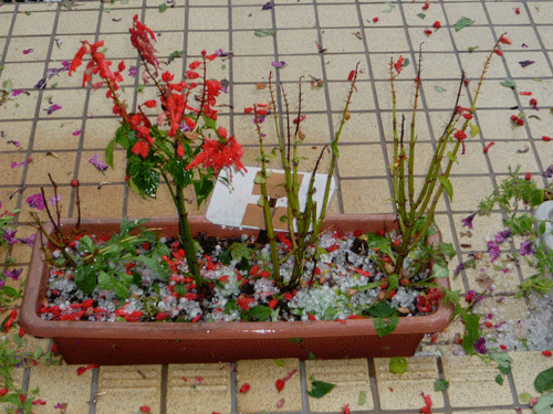 f:id:Naturalhistory:20090904181136g:image