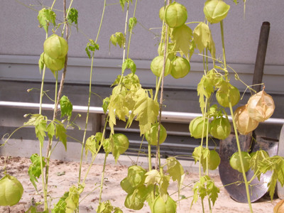 f:id:Naturalhistory:20090905132217j:image f:id:Naturalhistory:20090905132217j:image