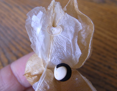 f:id:Naturalhistory:20090905133200j:image f:id:Naturalhistory:20090905133200j:image