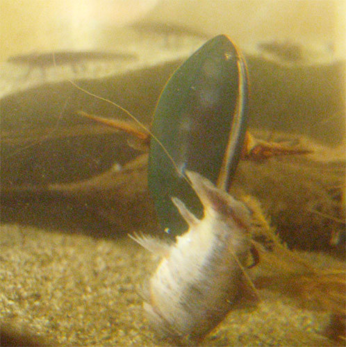 f:id:Naturalhistory:20090910174726j:image