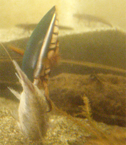 f:id:Naturalhistory:20090910174819j:image