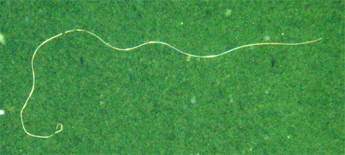 f:id:Naturalhistory:20090913172424j:image f:id:Naturalhistory:20090913172424j:image
