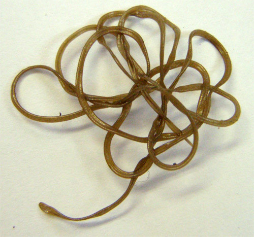 f:id:Naturalhistory:20090913175609j:image f:id:Naturalhistory:20090913175609j:image