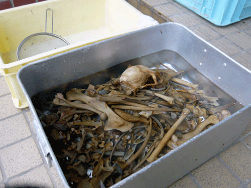 f:id:Naturalhistory:20090921180615g:image