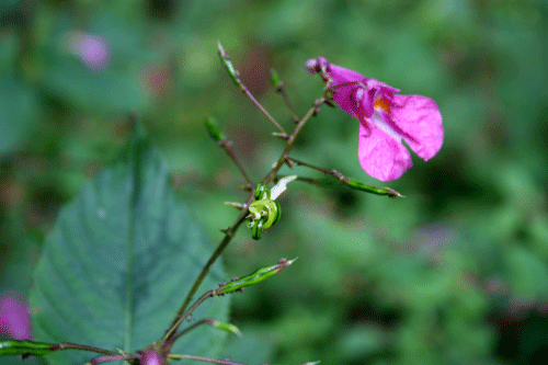 f:id:Naturalhistory:20090927182123g:image