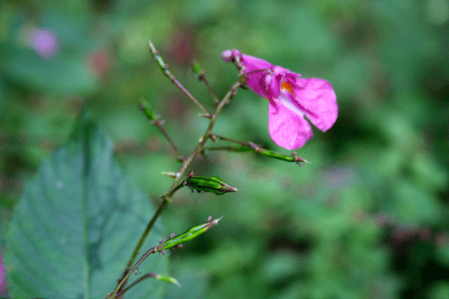 f:id:Naturalhistory:20090927182124g:image