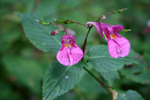 f:id:Naturalhistory:20090927182125g:image