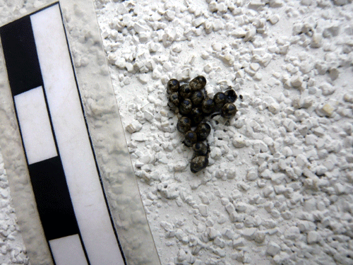 f:id:Naturalhistory:20090929173951g:image