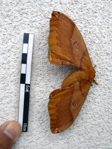 f:id:Naturalhistory:20090929173958g:image