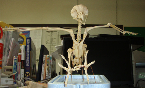 f:id:Naturalhistory:20090930170237j:image
