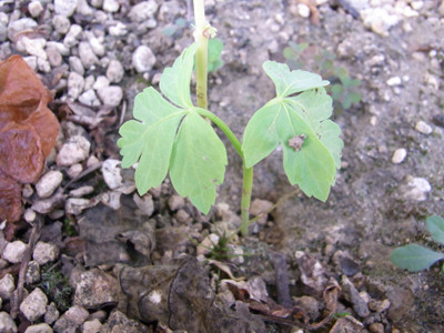 f:id:Naturalhistory:20091004164755j:image