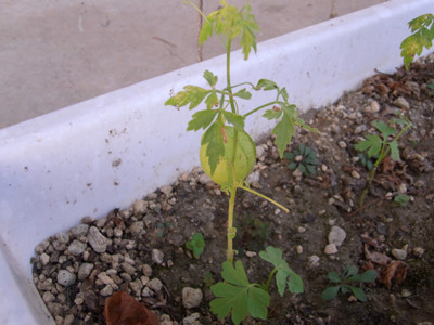 f:id:Naturalhistory:20091004164810j:image