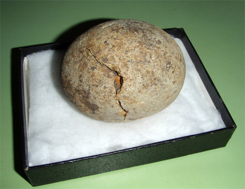 f:id:Naturalhistory:20091010172728j:image f:id:Naturalhistory:20091010172728j:image
