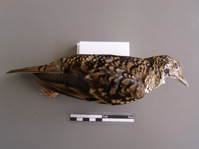f:id:Naturalhistory:20091011095447j:image