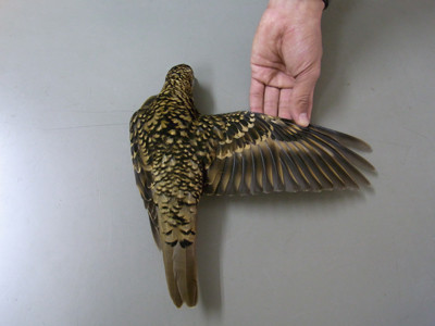 f:id:Naturalhistory:20091011171100j:image