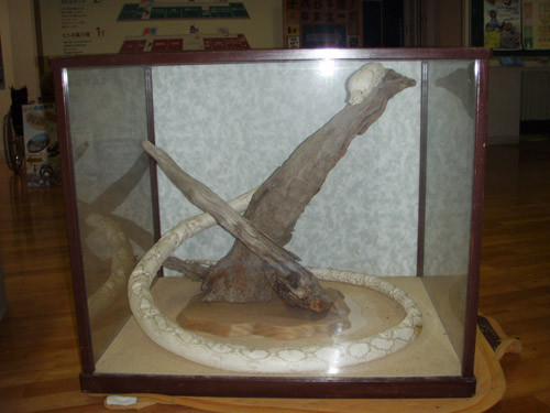 f:id:Naturalhistory:20091014172538j:image