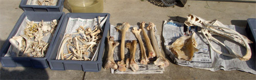 f:id:Naturalhistory:20091016164504j:image