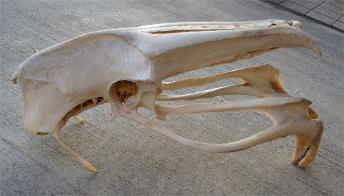 f:id:Naturalhistory:20091016164608j:image