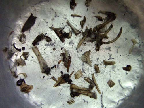 f:id:Naturalhistory:20091018165524j:image