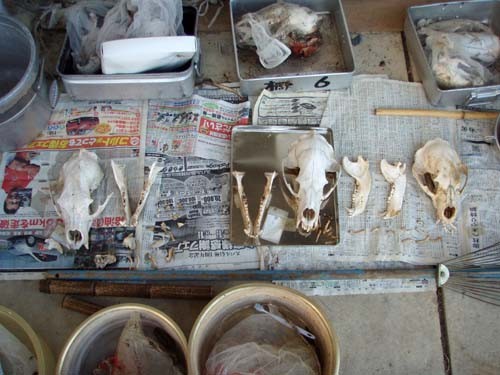 f:id:Naturalhistory:20091020164336j:image