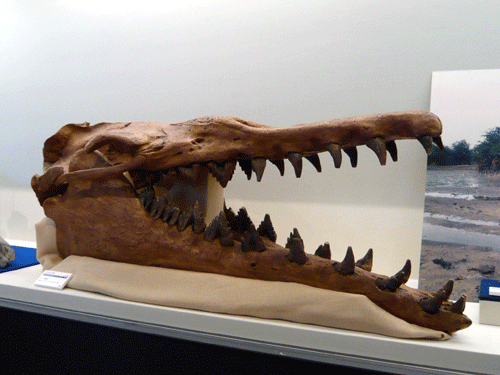 f:id:Naturalhistory:20091022170523g:image f:id:Naturalhistory:20091022170523g:image