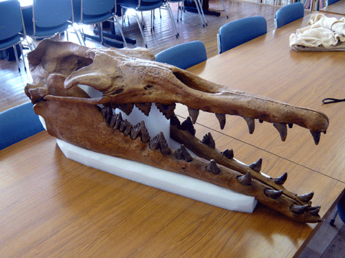 f:id:Naturalhistory:20091022170524g:image f:id:Naturalhistory:20091022170524g:image