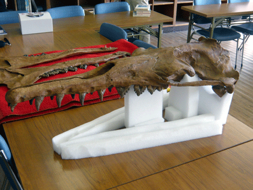 f:id:Naturalhistory:20091022170525g:image f:id:Naturalhistory:20091022170525g:image