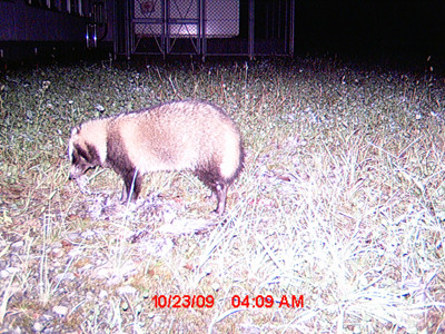 f:id:Naturalhistory:20091023040900j:image