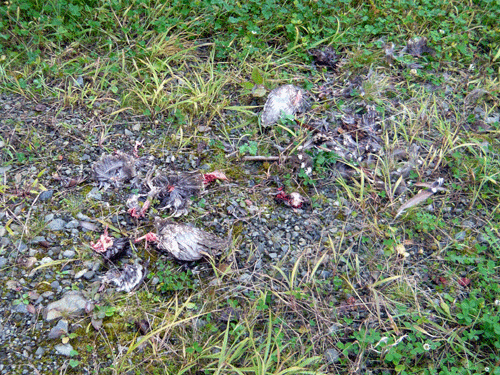 f:id:Naturalhistory:20091023180825g:image