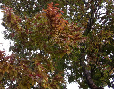 f:id:Naturalhistory:20091027151850j:image
