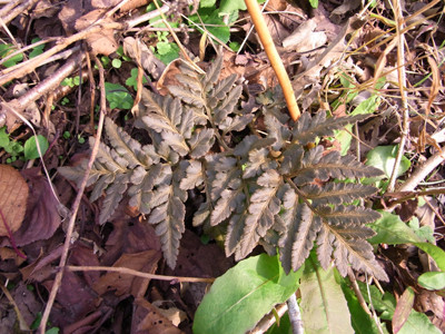 f:id:Naturalhistory:20091029150917j:image