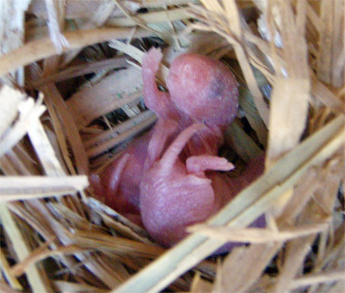f:id:Naturalhistory:20091029165354j:image