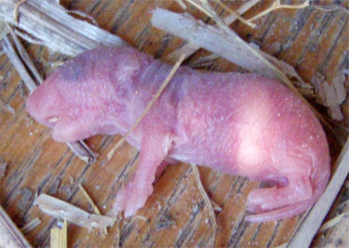 f:id:Naturalhistory:20091029165428j:image