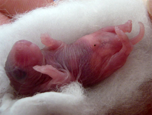 f:id:Naturalhistory:20091029172548j:image