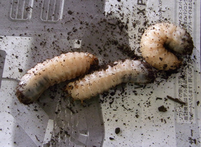 f:id:Naturalhistory:20091103151611j:image f:id:Naturalhistory:20091103151611j:image